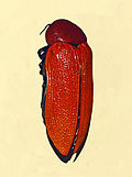 Profile Picture of Julodimorpha bakewellion Wikipedia