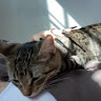 Sophia Maciel - Quora Profile Picture of Sophia Maciel (@sophia-maciel-4) on Quora