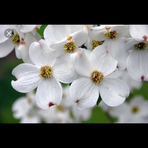 Profile Picture of Christine Hivner (@cchvner) on Poshmark