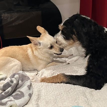 stacey_r_bellinger - Tiktok Profile Picture of stacey_r_bellinger (@stacey_r_bellinger) on Tiktok