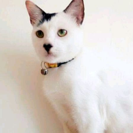 Profile Picture of mikhael (@mikhaelmanese) on Tiktok