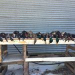 Profile Picture of Jon Lindenberger (@jonlindenberger) on Instagram