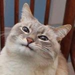 Profile Picture of Thomas Panebianco (@pwrtools1) on Instagram