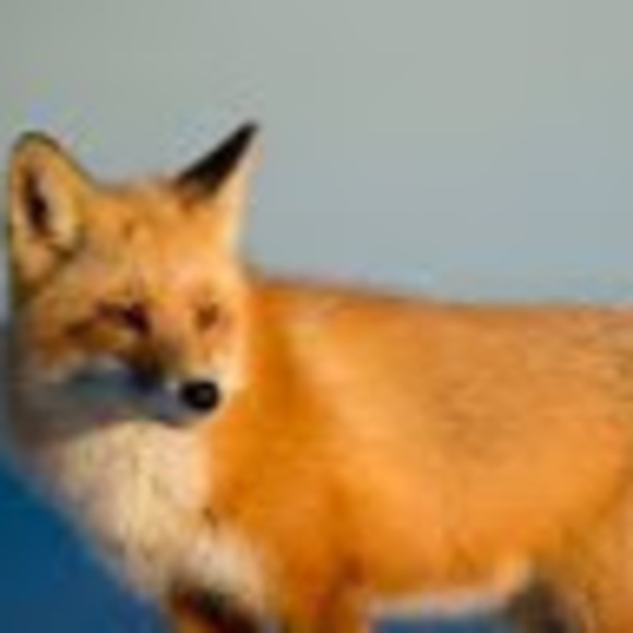 Profile Picture of Johanna Hatlem (@johannahatlem) on Poshmark