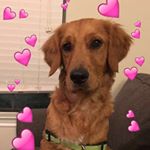 Profile Picture of Conrad Wayne (@goldenconrad) on Instagram