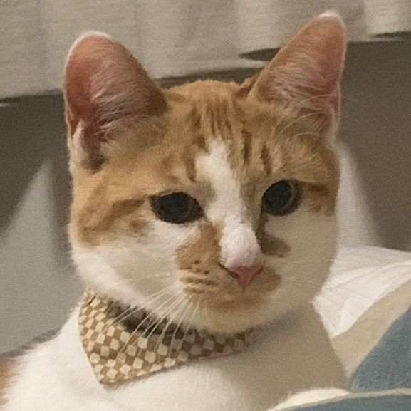 Profile Picture of Carol.Roberson (@carolrobersonmcsxpb) on Tiktok