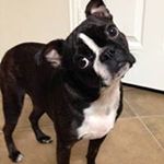 Profile Picture of Sherrie Wolf (@wolfsherrie) on Instagram