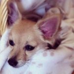 Profile Picture of Alisha Bennett (@alishaisawesome1) on Instagram