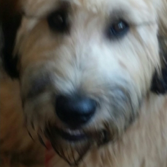 Profile Picture of Julie Licklider (@jl56) on Poshmark