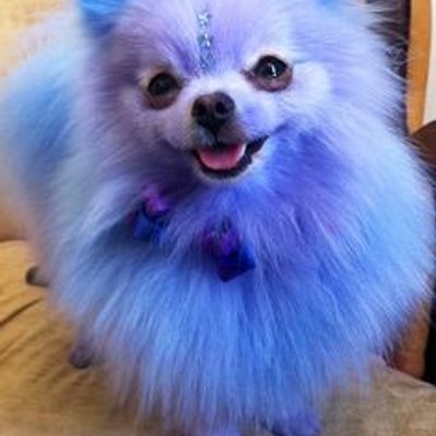 Profile Picture of Kieran Barnes (@FluffyBlueDog) on Twitter