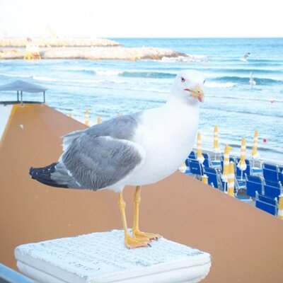 Profile Picture of Sharon Alberts (@sharon_90210) on Twitter