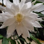 Profile Picture of Sherri Holcomb (@sherri.holcomb.77) on Facebook