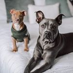 Profile Picture of Gracie & Leo (@gracieandleo_thepits) on Instagram