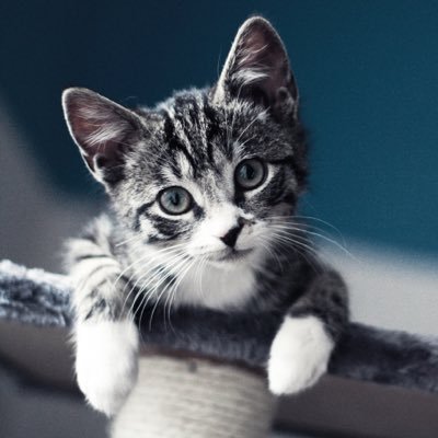 Profile Picture of Clarence Dan (@Clarence_Dans) on Twitter