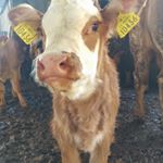 Barry O Dwyer - Instagram Profile Picture of Barry O Dwyer (@conortopper) on Instagram