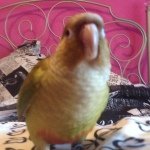 Profile Picture of Green Cheek Louis (@louis_the_bird) on Instagram