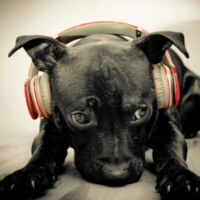 Profile Picture of Sean Weigle (@sean_weigle) on Twitter