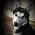 Profile Picture of Gino Gagliardi (@husky_swole) on Instagram