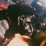 Profile Picture of Remington James (@remingtonjames.woof) on Instagram