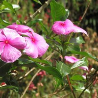 Profile Picture of Anamika Mukherjee (@anamika-mukherjee-46) on Quora