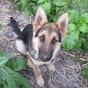 Profile Picture of GermanShepherd DogRescue (@@GSDRJayne) on Tiktok