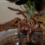 Dustin Griffin - Instagram Profile Picture of Dustin Griffin (@premiumpetsandexotics) on Instagram