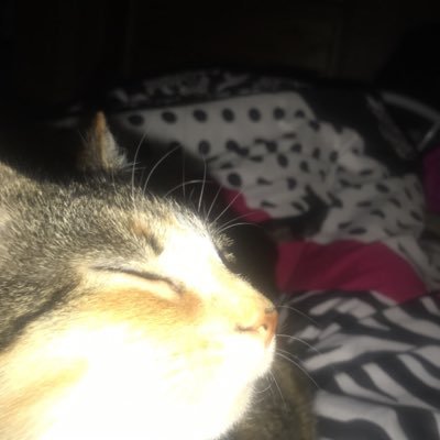 Profile Picture of ChloeJacobson (@chloeJacobson11) on Twitter