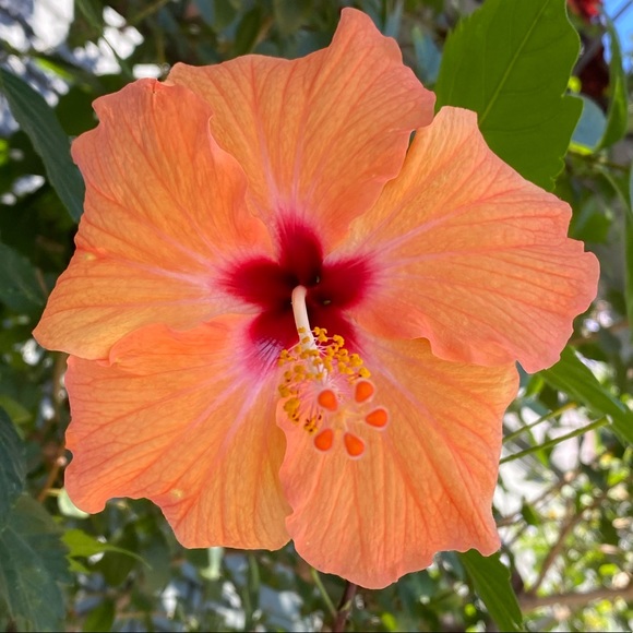 Profile Picture of Red Plumeria (@verenicepalma) on Poshmark