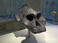 Profile Picture of Paranthropus aethiopicuson Wikipedia
