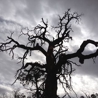 Profile Picture of Tony Savoie (@tony.savoie) on Facebook