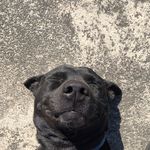 Profile Picture of Amy (Australia - India) (@huang.__.22) on Instagram