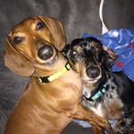 Profile Picture of audra ethridge (@weinerpack) on Instagram