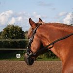 Profile Picture of 𝓙𝓾𝓼𝓽𝓲𝓷&𝓣𝓮𝓼𝓼𝓪 (@the.allround.pony) on Instagram