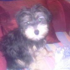 Profile Picture of M Jose Parreño Manza (@119352Pepi) on Twitter