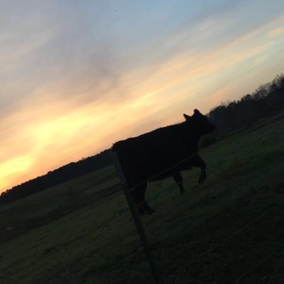 Profile Picture of Julia Lehman (@JuliaLehman3) on Twitter