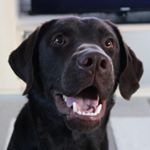 Profile Picture of G-Willy (@g_willy_the_labrador) on Instagram