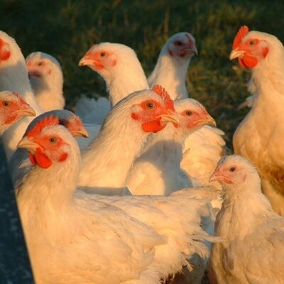 Steve Merritt - Twitter Profile Picture of Steve Merritt (@welshpoultryctr) on Twitter