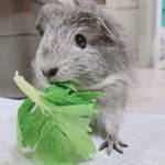 Profile Picture of 🅿︎ｕℹ︎! (@pui___chan) on Instagram