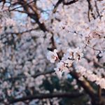 Profile Picture of Cathy Shao (@cathy.shao_928) on Instagram