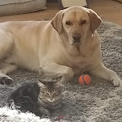 Profile Picture of Danielle Barron (@daniellebarron5642) on Youtube