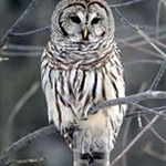 Profile Picture of mmandos (@armando.silverio.1426) on Instagram