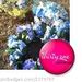 Profile Picture of Tracey Hauck (@traceyhauck) on Pinterest
