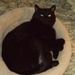 Profile Picture of Danna Johnson (@dannarph) on Pinterest