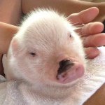 Profile Picture of Zachary Bacon Blanco (@baconthepiglet_) on Instagram