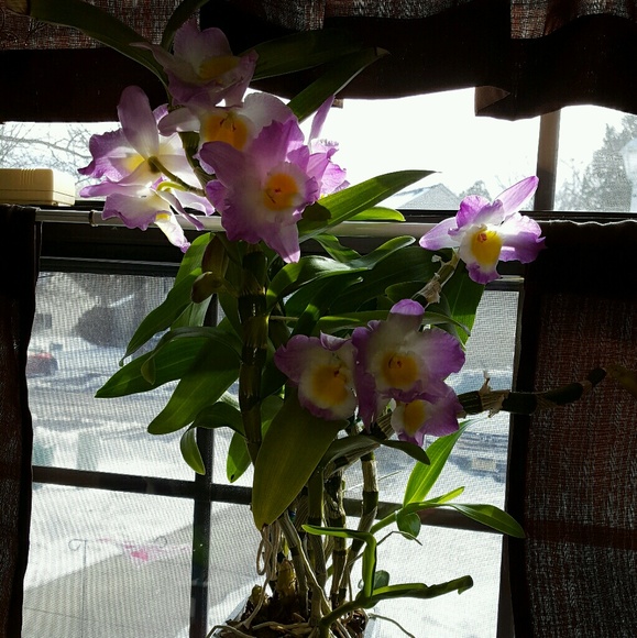 Profile Picture of Heather Solomon (@pinksunshine17) on Poshmark