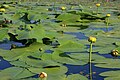 Profile Picture of Nuphar variegataon Wikipedia