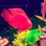 Profile Picture of shamit (@shamit2006pius) on Instagram