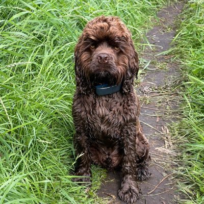 Profile Picture of kim  holt (@drkimholt) on Twitter