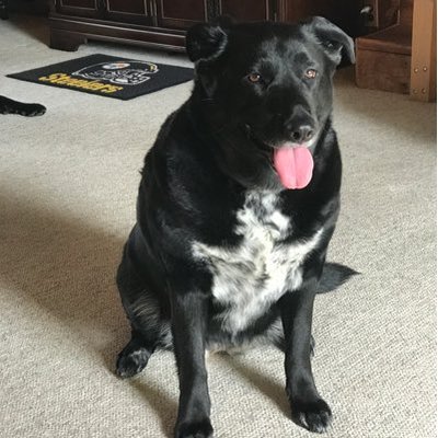 Profile Picture of Steve Stickles (@SteveStickles) on Twitter