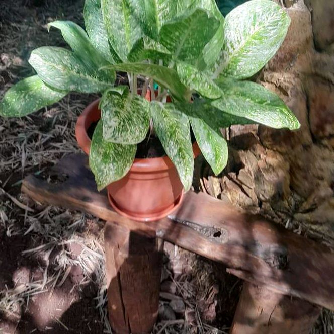 Profile Picture of Maureen Maureen Malesi (@maureen.maureen.m) on Tiktok